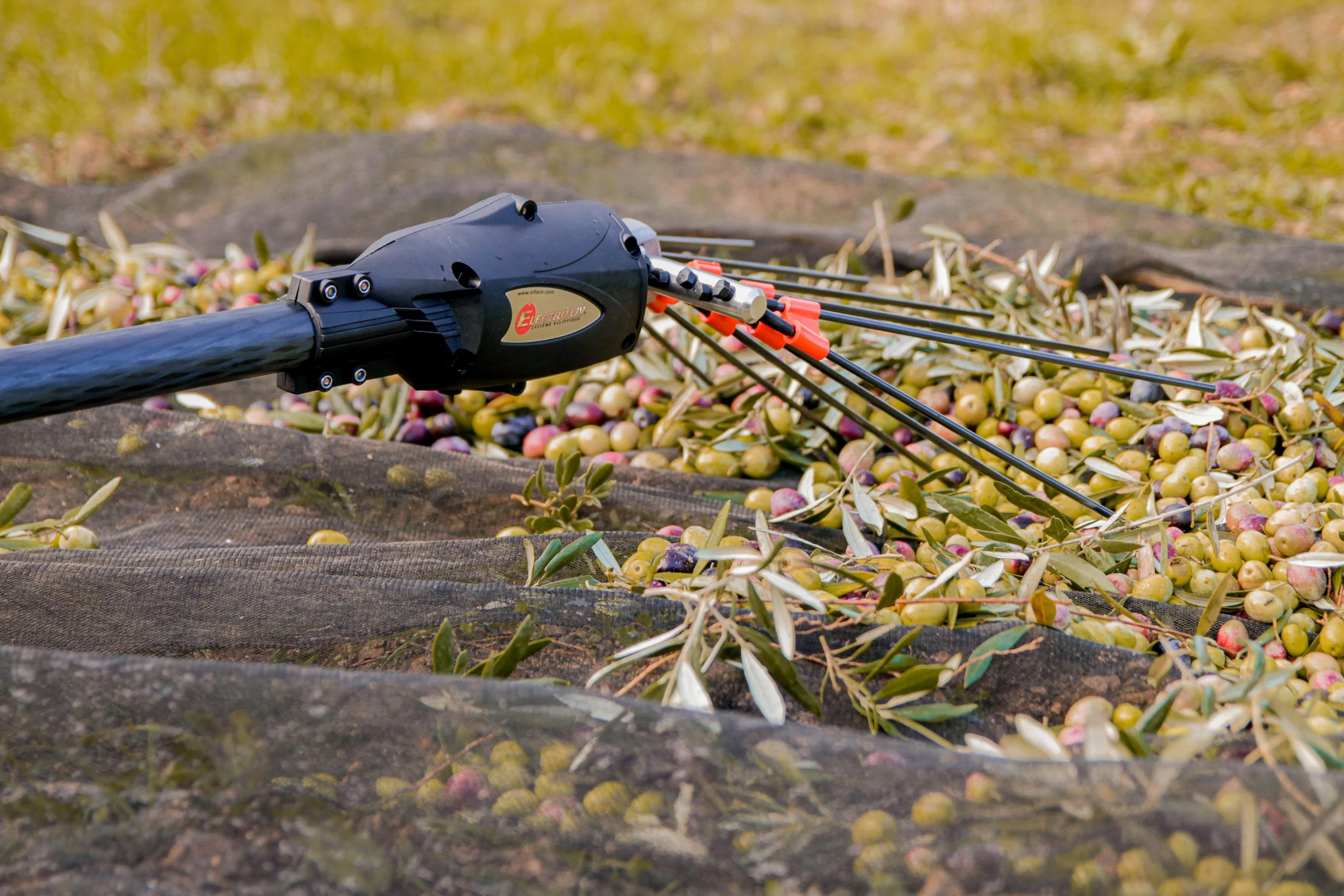 https___www.infaco.com_uploads_2022_02_v5000-elliptique-vibreur-olives-pose-tete-scaled_1 Infaco Electro'liv Olive Harvester 3